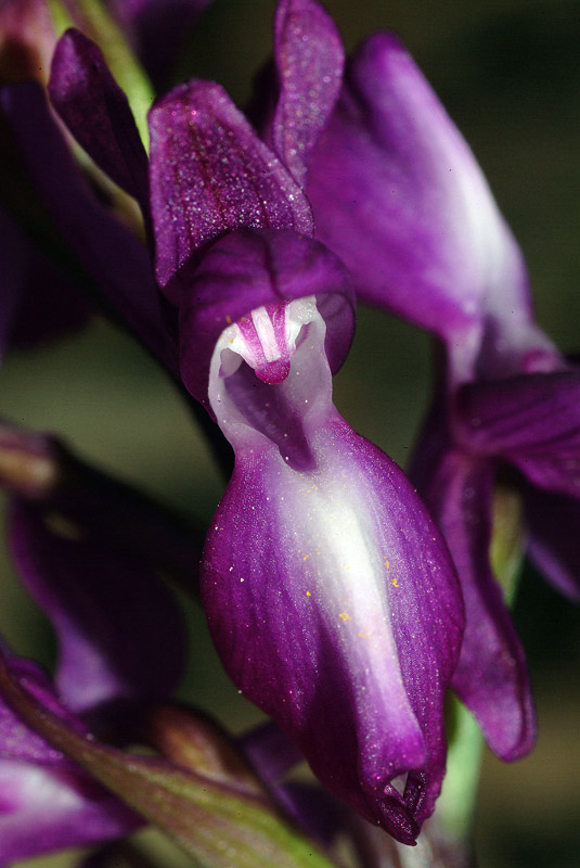 Anacamptis laxiflora / Orchide acquatica